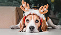 a sad looking dog wearing a reindeer antler hat