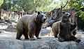 一隻熊用後腿坐著，另一隻熊用四條腿站立