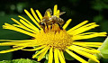 As abelhas podem aprender números mais altos do que pensávamos - se as treinamos da maneira certa