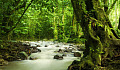 Adakah Hutan Tropika Masih Ada Di 2100?