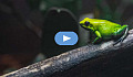 зелена жаба сидить на гілці