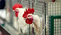 Bagaimana Ayam Menjadi Simbol Muktamad Anthropocene