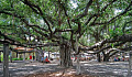 Баньяновое дерево в Лахайне, Мауи