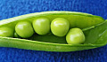 Peas in a green pod against a blue background