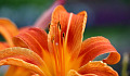 Lily flower in vibrant full bloom. Image by PhoenixArt43 from Pixabay. 
