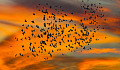 夕暮れ時の空の鳥の群れ