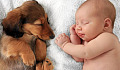 Evcil Hayvanınızı Yeni Bebeğinize Hazırlamak: Yeni Ebeveynler İçin Bir Rehber