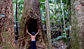 seorang pria di hutan hujan menghadap ke pohon besar yang berlubang lebar