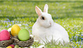 En hvit kanin med fargede egg i reir.
