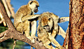 Mannelijke bavianen met vrouwelijke vrienden leven langer