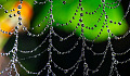 een spinnenweb bedekt met waterdruppels