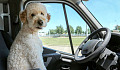 a dog sitting in the driver's seat of a vehicle
