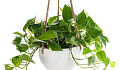 devils ivy plants cleans air 1 7