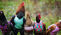 Tavuklar Dünyaya Nasıl Katıldı