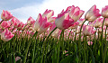 tulipas curvadas ao vento