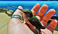 a hummingbird resting in someone's open hand