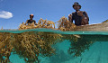 Выращивание морских водорослей действительно может помочь в борьбе с изменением климата