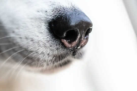 これらの犬は、コロナウイルスを嗅ぐように訓練されています。 ほとんどが100％の成功率