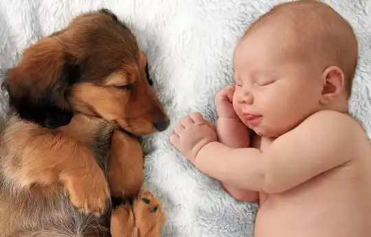Evcil Hayvanınızı Yeni Bebeğinize Hazırlamak: Yeni Ebeveynler İçin Bir Rehber