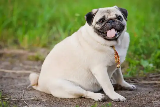 Тучные собаки могут иметь сходные черты характера для избыточного веса людей