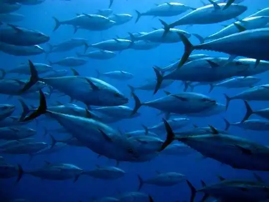 การเปลี่ยนแปลงสภาพภูมิอากาศและการตกปลาเกินกำลังเพิ่มระดับปรอทที่เป็นพิษในปลา