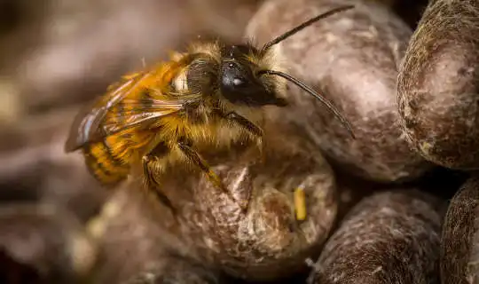 Детские пчелы любят углеводы - вот почему