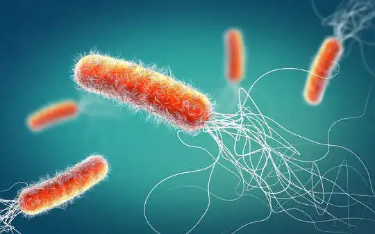 Hur vårt immunsystem hjälper oss att bekämpa antibiotikaresistens