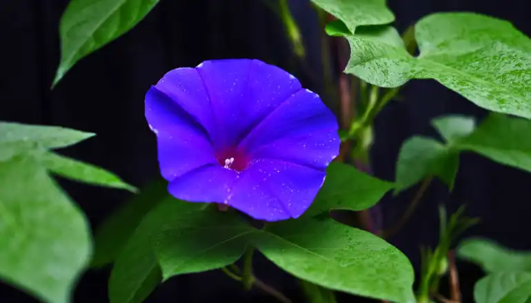 blauwe bloem in donkergroen