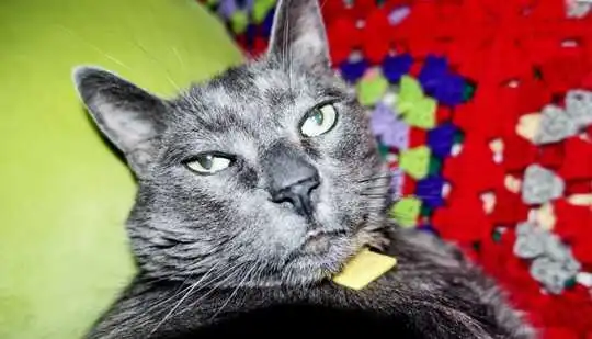 Черная кошка с зелеными глазами смотрит в камеру, лежа на красно-зеленом одеяле