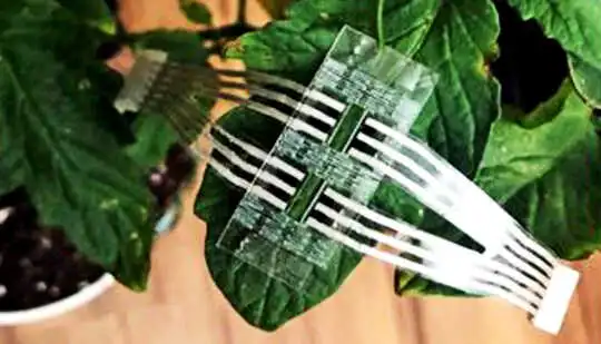 传感器贴片位于植物的叶子上