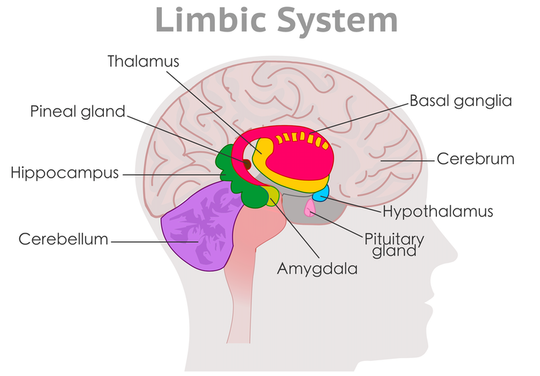मस्तिष्क का एक आरेख जो लिम्बिक प्रणाली के भागों को दर्शाता है।