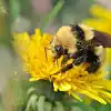 Άνοιξη σηματοδοτεί θηλυκές μέλισσες για να βάλει την επόμενη γενιά επικονιαστών