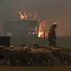 Khói cháy rừng như thế nào Khói cháy rừng ảnh hưởng đến vật nuôi và các động vật khác