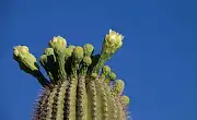 Varför är kaktusar så saftiga? Succulents hemliga strategi