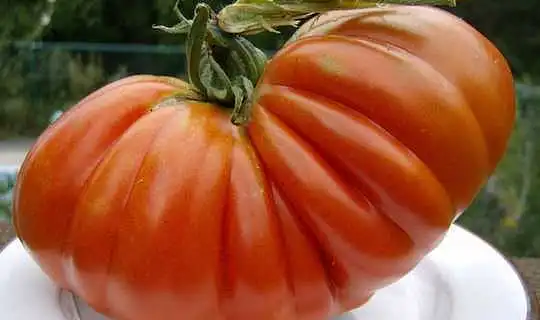 큰 성장 – 자신의 상을받은 토마토를위한 6 팁