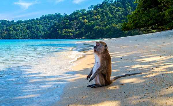 Affe sitzt am Strand