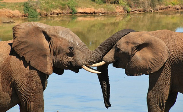 hai con voi đến gần và chạm vào nhau