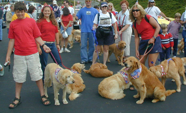 Golden Retrievers in a July 4th parade
