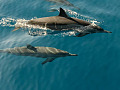 δελφίνια που κολυμπούν