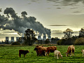 banyak cerobong asap mengeluarkan asap gelap di latar belakang, dan lembu mencari makan di latar depan