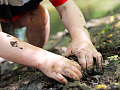 ręce pracujące w glebie
