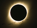 Oiseaux pendant une éclipse totale de soleil