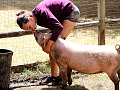une femme étreignant et caressant un cochon
