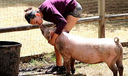 אישה מחבקת ומלטפת חזיר