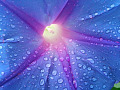 makrofotografering av vattendroppar på en lila blomma