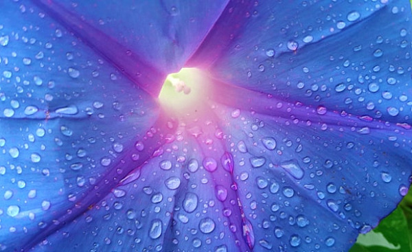 عکاسی ماکرو از قطرات آب روی یک گل بنفش