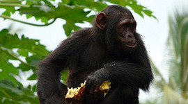 Надежды Шимпанзе на выживание находятся под угрозой изменения климата