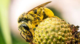 Wildbienenangebot stimmt nicht mit der Nachfrage überein