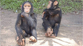 Perhatikan Ibu Mengajar Simpanse Muda untuk Menggunakan Peralatan