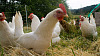 Miten bakteerit kypsennetyssä kanassa voivat aiheuttaa halvaantumista